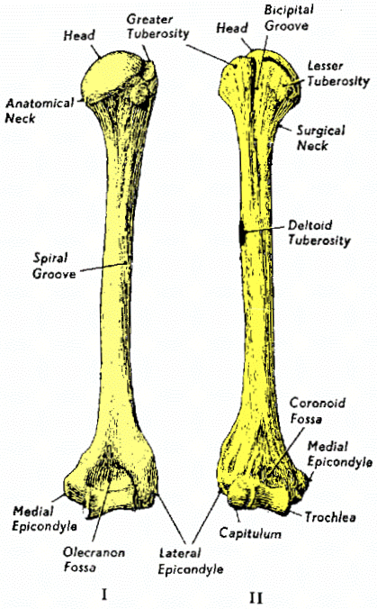 humerus bone anatomy. humerus