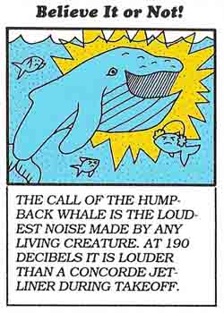 humpback whale amazing fact
