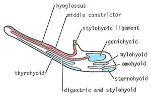 hyoid right aspect