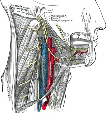 hypoglossal nerve, cervical plexus, and their branches