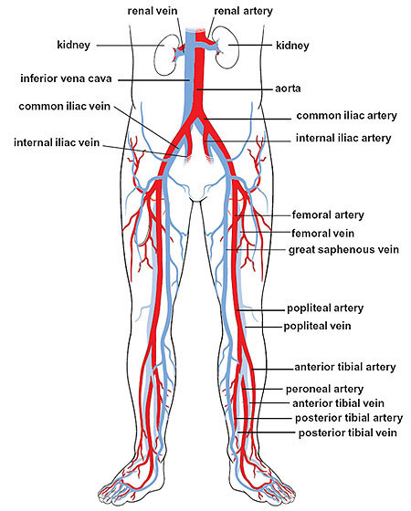 major arteries and veins iof the lower body