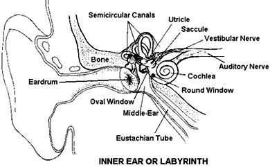 inner  ear