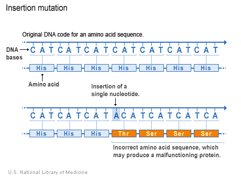 insertion mutation