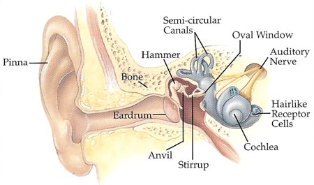 inside the human ear