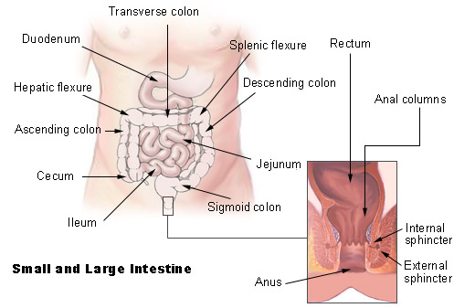 large and small intestines