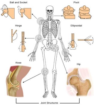 different types of movable joints