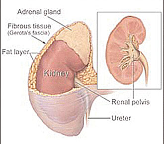 kidney and adrenal gland