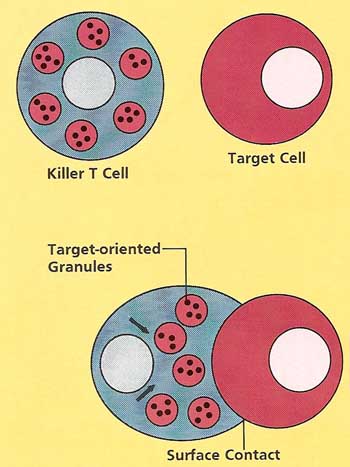 diagram of cell. killer T-cell