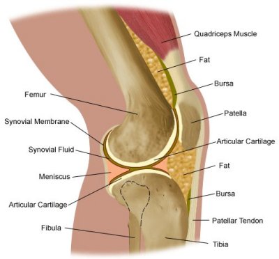 Synovial Joint Knee. anatomy of the knee