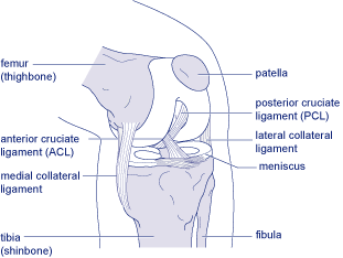 ligaments of the knee