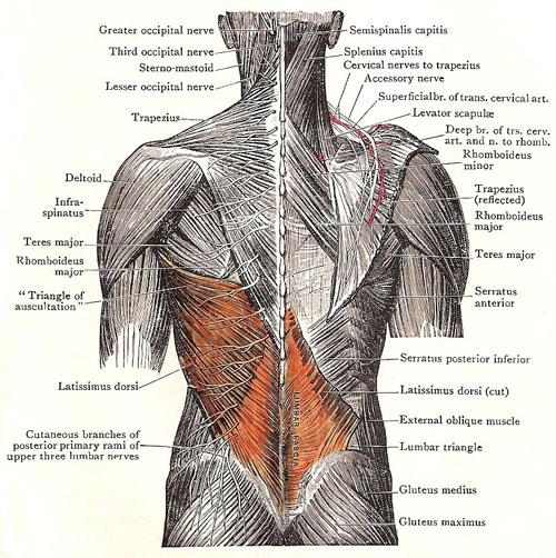 Superficial muscles of the bac