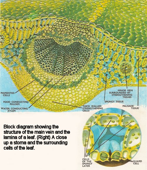 leaf diagram manner