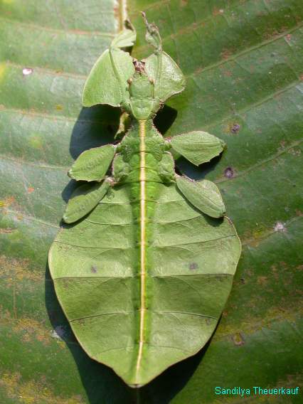 Camouflage of a leaf insect