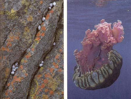 lichen and jellyfish: examples of simple life forms