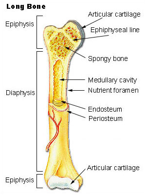 Structure of Bone Worksheet - Docstoc –.