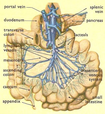 lymphatic vessels in the mesentery