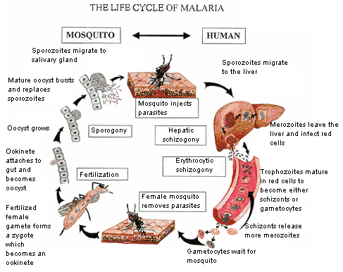 malaria life cycles