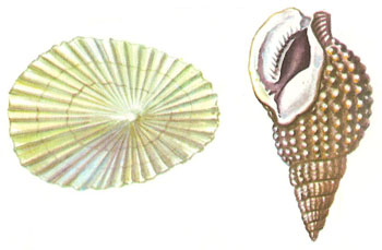 Marine gastropods: limpet and netted dog-whelk