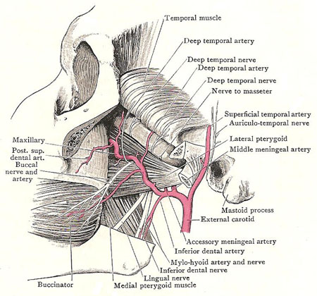 Dissection of the infratemporal fossa