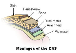 meninges of the central nervous system