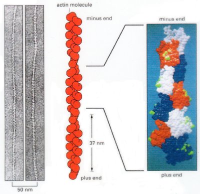 microfilament structure