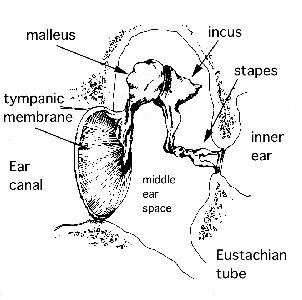 Radiopaedia - Drawing Middle ear ossicles: malleus, incus and