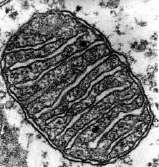 photo of a mitochondrion
