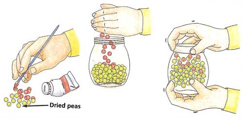 an experiment using peas as molecules