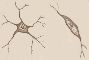 multipolar (left) and bipolar neurons