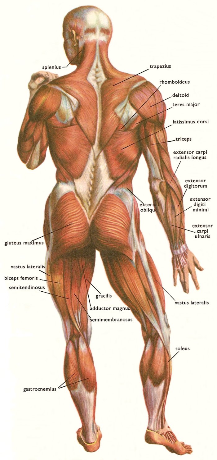 muscles at the back of the human body