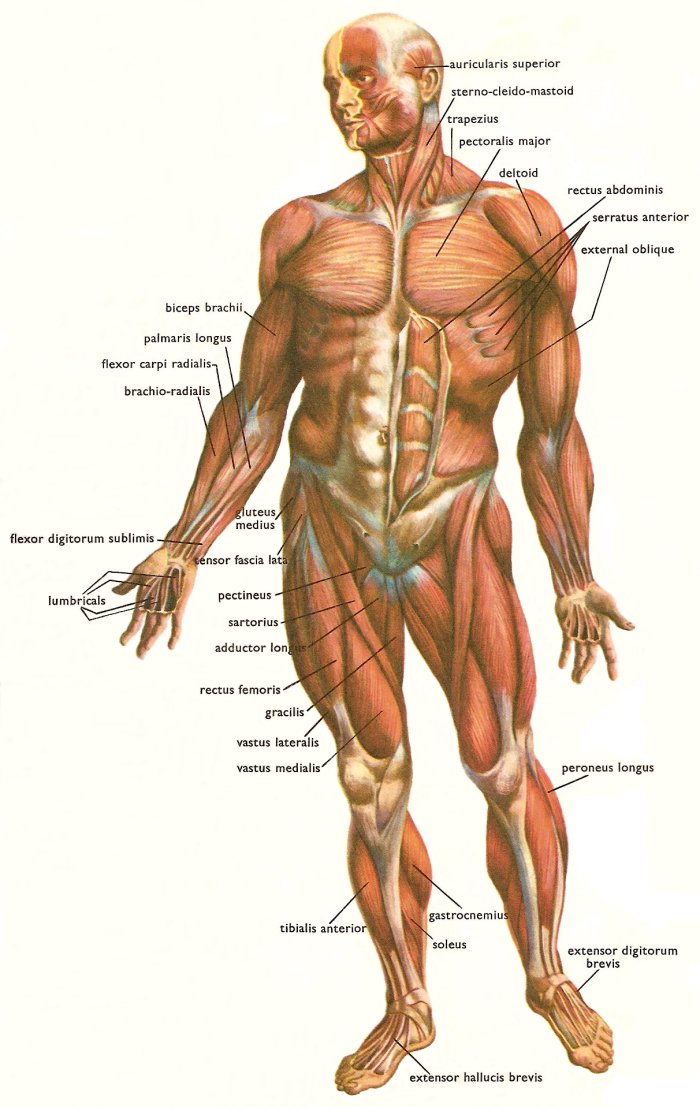 http://www.daviddarling.info/images/muscles_human_body_front.jpg