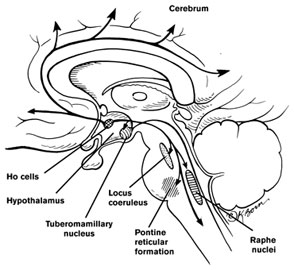 Hypocretin is manufactured by cells in the hypothalamus, which helps control sleep. Most people who suffer narcolepsy have lost these cells, possibly because of an abnormal immune response. Illustration by Kathryn Born