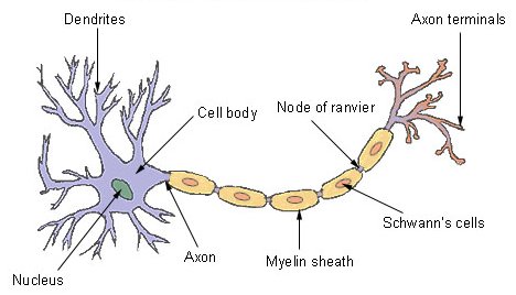 General structure of a typical neuron