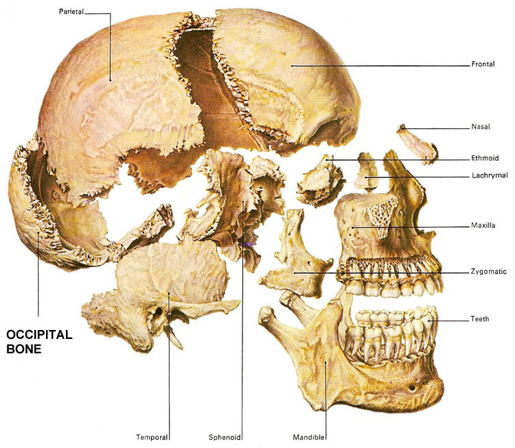 bones of the skull with occipital bone highlighted