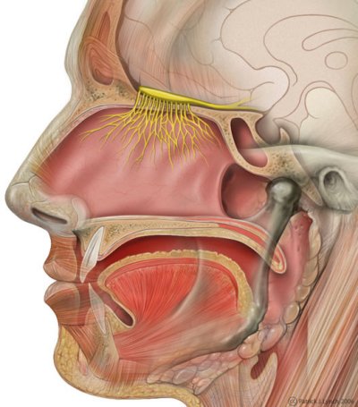 Olfactory nerve bulb