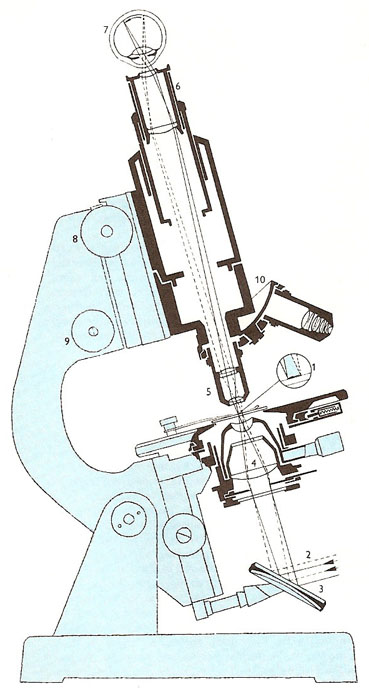 section through an optical microscope