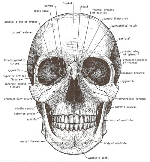 human skull