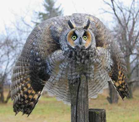owl threat display