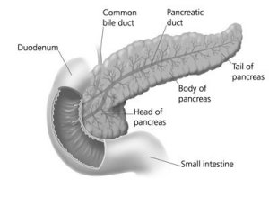 pancreas, common bile duct, and small intestine