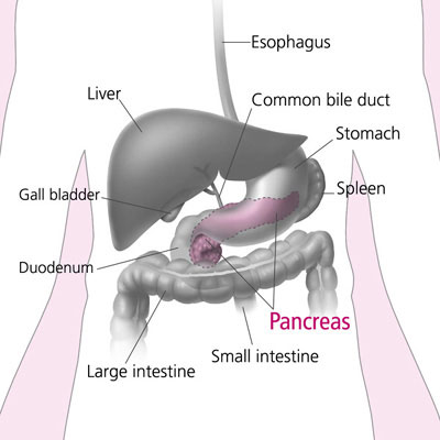 pancreas and nearby organs