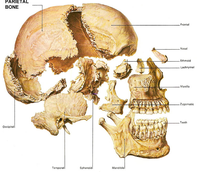 bones of the skull with the parietal bone highlighted
