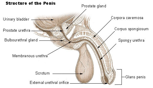 structure of the human penis