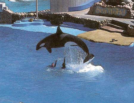 performing killer whale