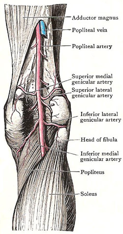 right popliteal artery and its branches