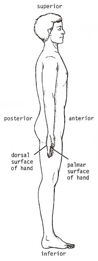 anterior, posterior, superior, and inferior