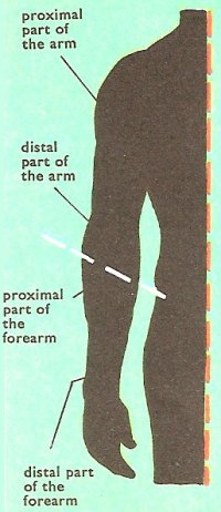 proximal and distal