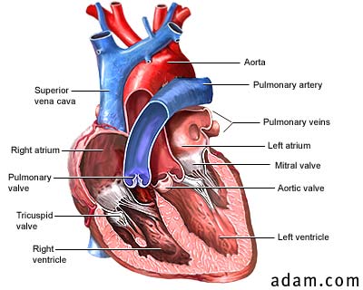 valvulas cardiacas funcion nombres