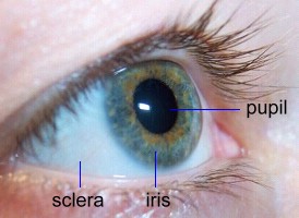 pupil, iris, and sclera