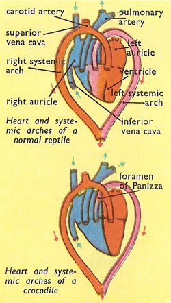 reptilian heart and circulation