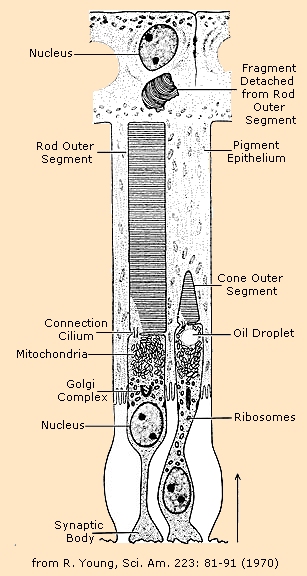 Cone Cell